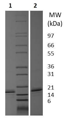 Ab256242  Sds Page Img92827