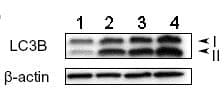 Anti-LC3B antibody(ab51520)