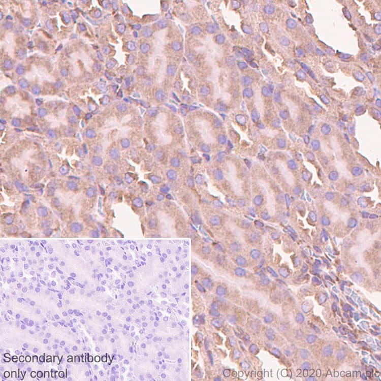 Ago4 Antibody Epr23799 22 Bsa And Azide Free Ab275966  Immunohistochemistry Formalin Pfa Fixed Paraffin Embedded Sections Img87608
