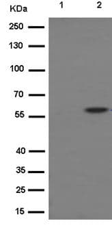 Anti-MLKL (phospho S358) antibody [EPR9514](AB187091)