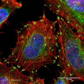 Anti-Integrin beta 1 antibody [12G10](AB30394)