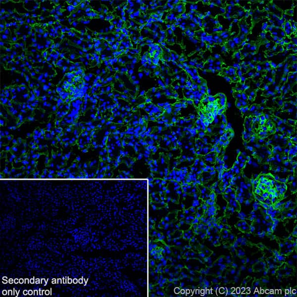 Goat Rabbit Igg H L Alexa Fluor 488 Preadsorbed Ab150085  Immunohistochemistry Frozen Sections Img423670