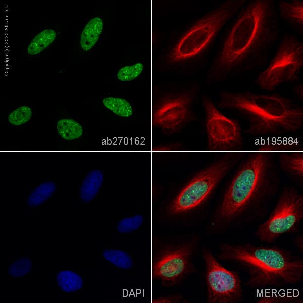 Alexa Fluor® 488 Anti-Histone H3 (tri methyl K27) antibody [EPR18607](AB270162)