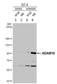 Anti-ADAM10 antibody(AB227172)