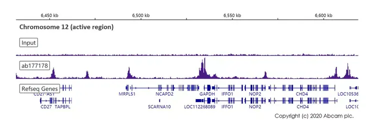 Anti-Histone H3 (acetyl K27) antibody [EP16602] - ChIP Grade(AB177178)