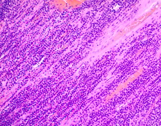 H&E Staining Kit (Hematoxylin and Eosin)(AB245880)
