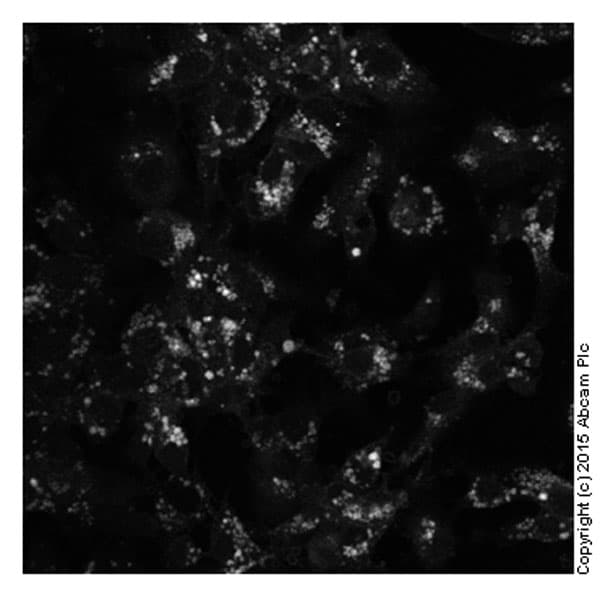Cholesterol Assay Kit (Cell-Based)(AB133116)