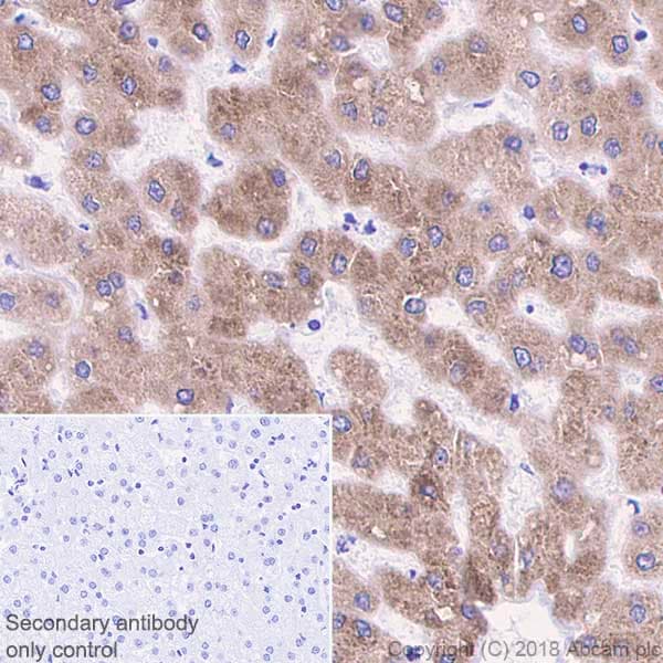 Cyp2c19 Antibody Epr6576 Ab137015  Immunohistochemistry Formalin Pfa Fixed Paraffin Embedded Sections Img92106