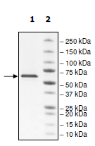 Recombinant Human Monoamine Oxidase A/MAO-A protein(AB198074)