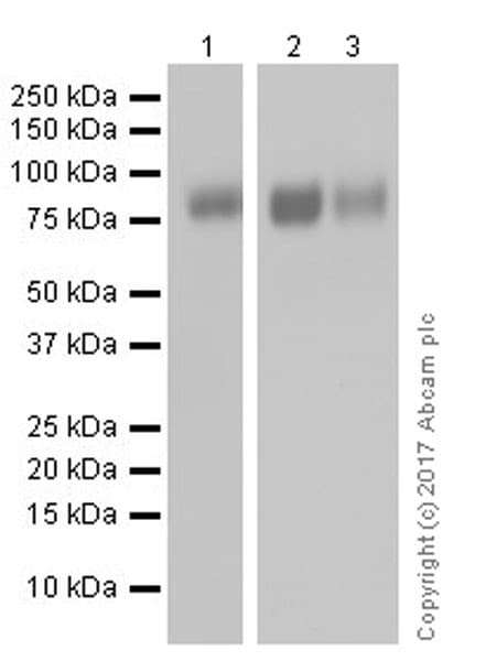 Anti-CD39 antibody [EPR20627](AB223842)