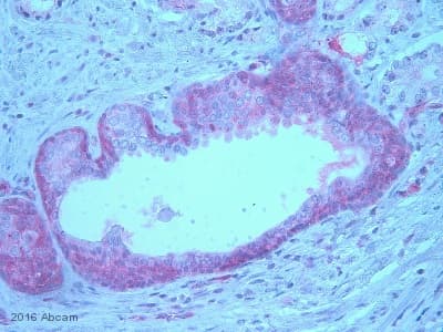Anti-EGFR (phospho Y1068) antibody [EP774Y](AB40815)