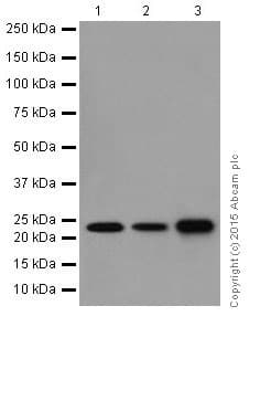 Rhoa Rhoc Antibody Epr18133 Ab187026  Western Blot Img17605