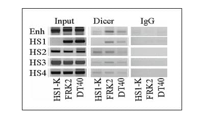 Anti-Dicer antibody [13D6] - ChIP Grade(AB14601)