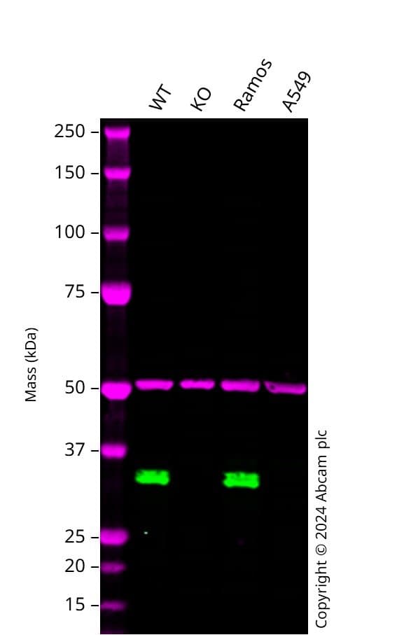 Anti-CD20 antibody [SP32](ab64088)