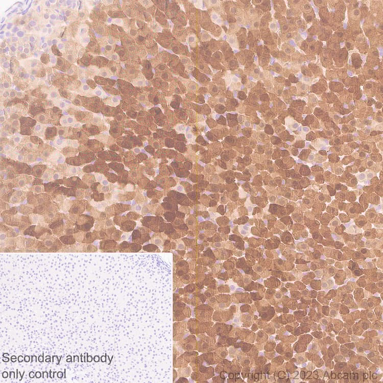 Anti-Aldose reductase antibody [EPR28780-7] - BSA and Azide free(AB316017)