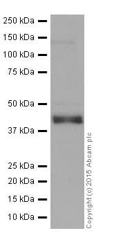 Anti-SIRT6 antibody [EPR18463](AB191385)
