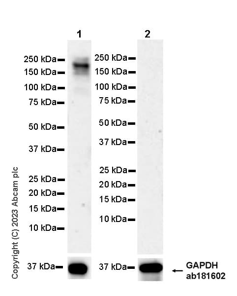 Anti-ECM Isoform 1 antibody [EPR25810-46] - BSA and Azide free(AB314894)