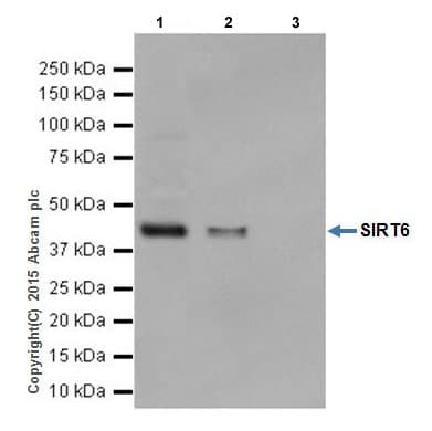 Anti-SIRT6 antibody [EPR18463](AB191385)