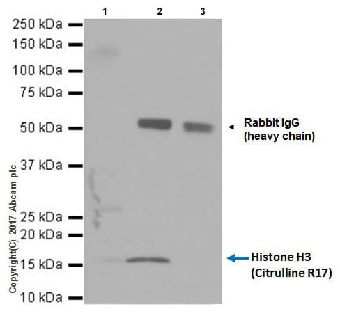 Anti-Histone H3 (citrulline R17) antibody [EPR20358-120](AB219407)