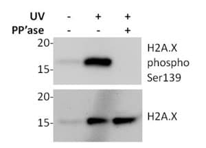 Human H2A.X (phospho S139) In-Cell ELISA Kit (IR)(AB131382)