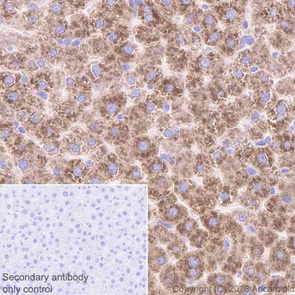 Cyp2c19 Antibody Epr6576 Ab137015  Immunohistochemistry Formalin Pfa Fixed Paraffin Embedded Sections Img6922