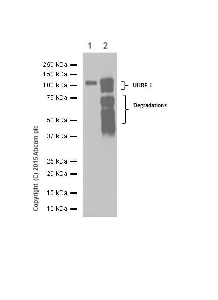 Uhrf1 Antibody Epr18803 11 Ab213223  Western Blot Img415953