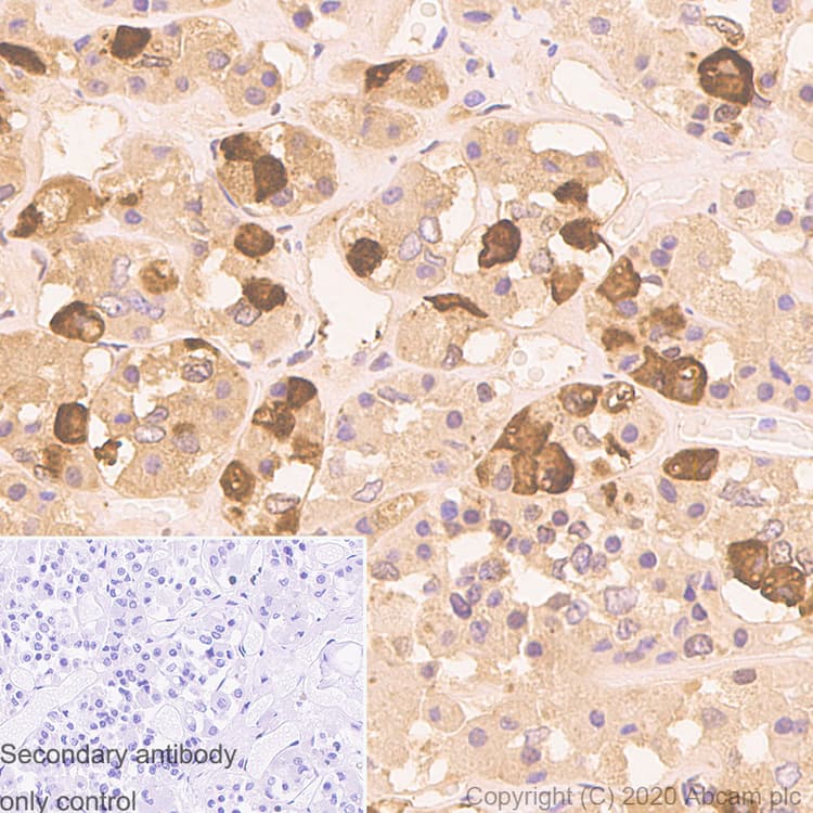 Anti-ACTH antibody [AH26] - BSA and Azide free(AB212734)