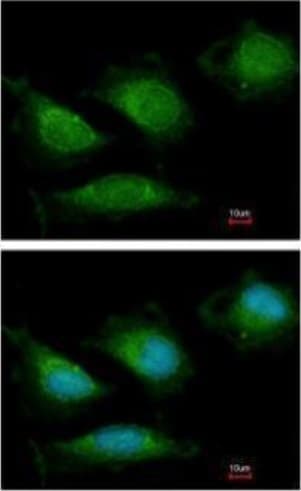 Polg Antibody Ab97661  Immunocytochemistry Immunofluorescence Img27877