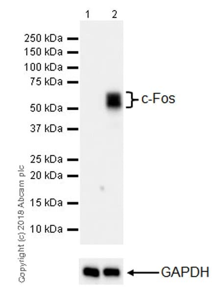 Anti-c-Fos antibody [EPR21930-238](AB222699)