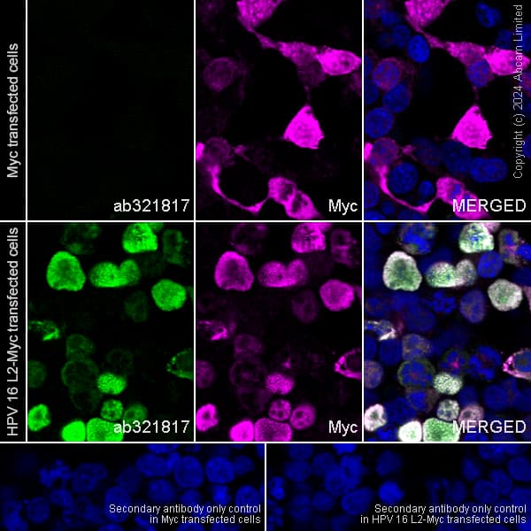 Anti-Myc tag antibody(AB9106)