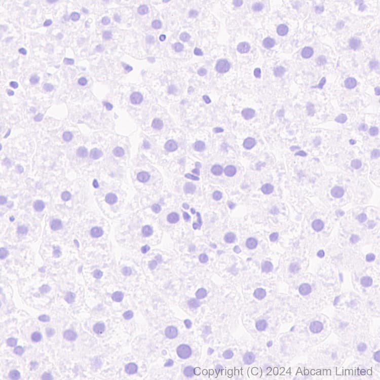 Anti-Nogo A + Nogo D antibody [EPR26286-15] - BSA and Azide free(AB318265)