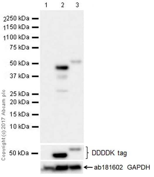 Gsdma Antibody Epr19858 17 Ab214818  Western Blot Img74628