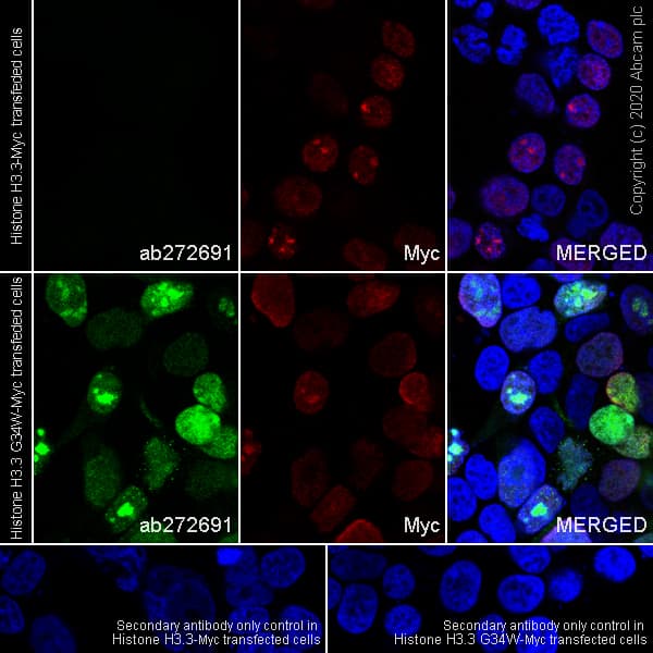 Human Histone H3.3 (Mutated G34W, G34V, G34R) Antibody Panel(AB274410)