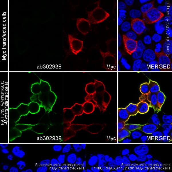 Goat Anti-Mouse IgG H&L (Alexa Fluor® 488) preadsorbed(AB150117)