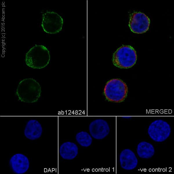 Anti-CXCR4 antibody [UMB2](AB124824)