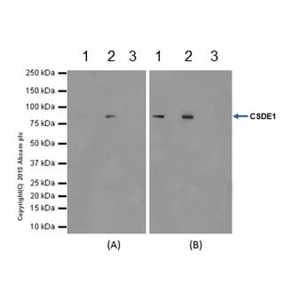 Anti-CSDE1/NRU antibody [EPR17413] - BSA and Azide free(AB251319)