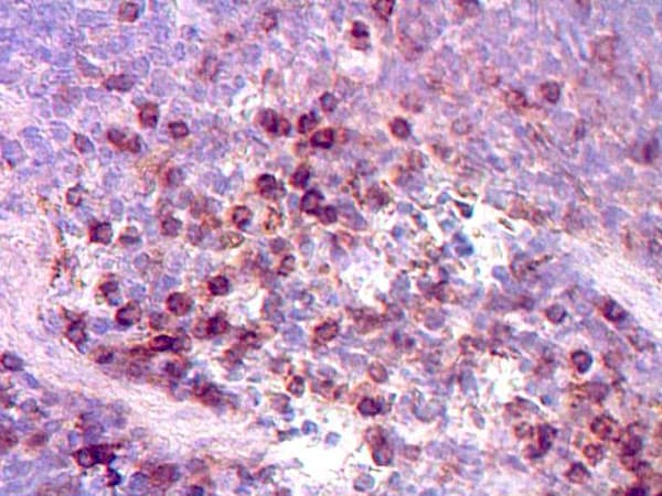 Anti-CD3 epsilon antibody(ab5690)