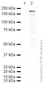 Anti-CRISPR-Cas9 antibody [7A9-3A3](AB191468)