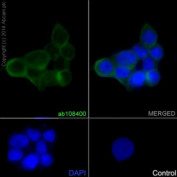 Calpain 1 Antibody Epr3319 Ab108400  Immunocytochemistry Immunofluorescence Img14923