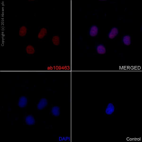 Anti-Histone H4 (acetyl K16) antibody [EPR1004] - BSA and Azide free(AB194352)