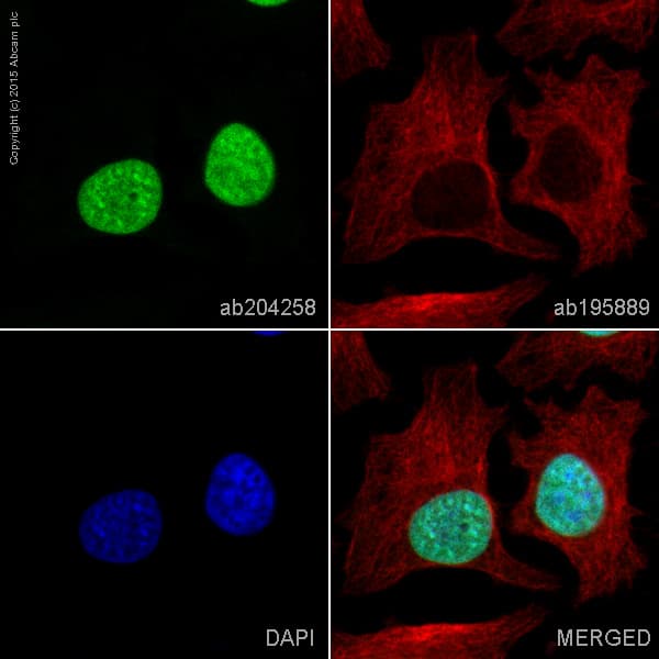 Alexa Fluor® 488 Anti-Histone H2B antibody [mAbcam 52484](AB204258)