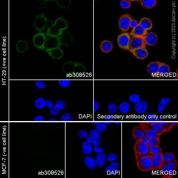 Goat Anti-Rabbit IgG H&L (Alexa Fluor® 488) preadsorbed(AB150081)