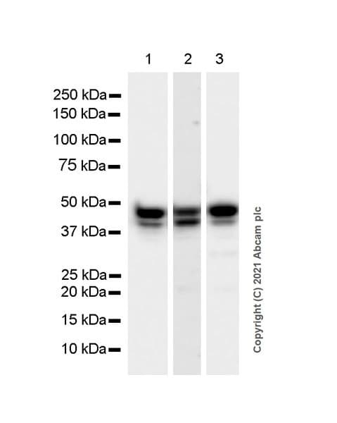 Anti-GNAS antibody [EPR24177-24] - BSA and Azide free(AB283287)