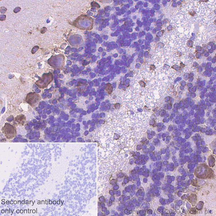 Anti-SCA2 antibody [EPR23630-49] - BSA and Azide free(ab275752)