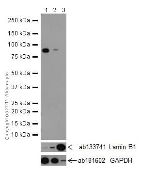 Anti-CSDE1/NRU antibody [EPR17413] - BSA and Azide free(AB251319)