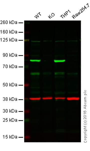 Anti-Calnexin antibody [EPR3633(2)] - ER Membrane Marker(AB133615)