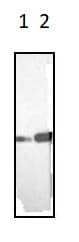 Anti-Vimentin antibody [RV202] - Cytoskeleton Marker(ab8978)