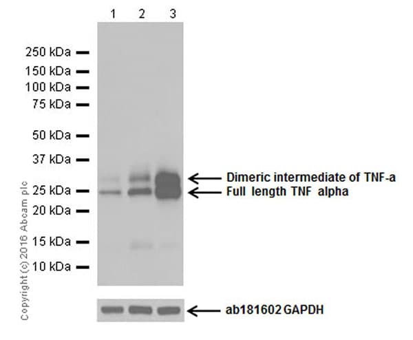 Anti-TNF alpha antibody [EPR19147](AB183218)