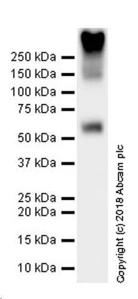 Anti-VGluT1 antibody [EPR22269](ab227805)