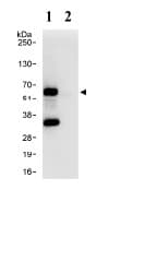 Maz Antibody Ab85725  Immunoprecipitation Img73346